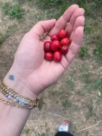 Foto: Eine Hand mit Früchten aus Armenien.